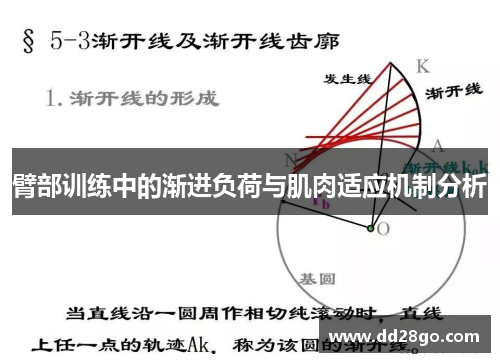 臂部训练中的渐进负荷与肌肉适应机制分析